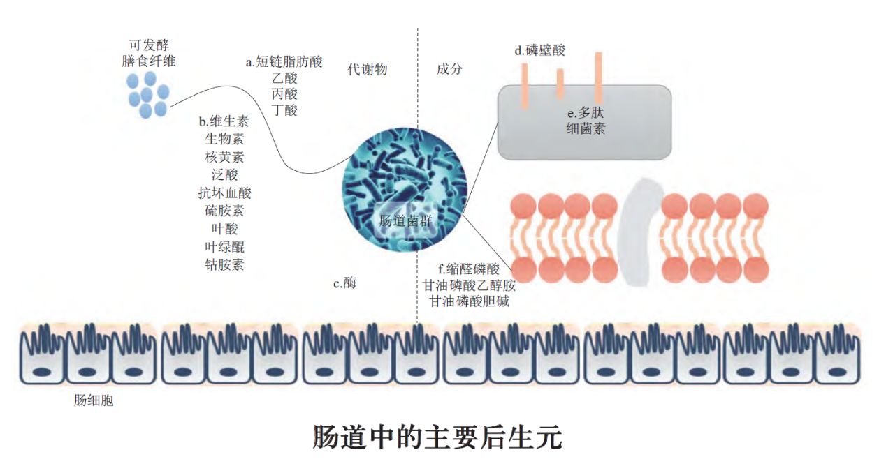 揭开助力大健康产业的神秘面纱-后生元